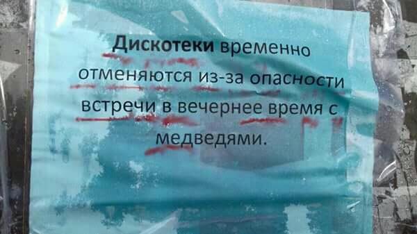 Блог - На Чукотке отменяют дискотеки из-за возможных встреч с медведями На Чукотке отменяют дискотеки из-за возможных встреч с медведями
