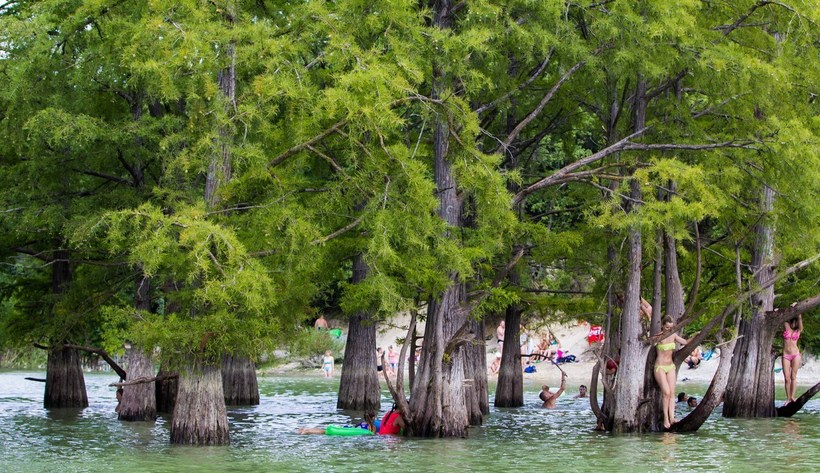 Кипарисы вблизи