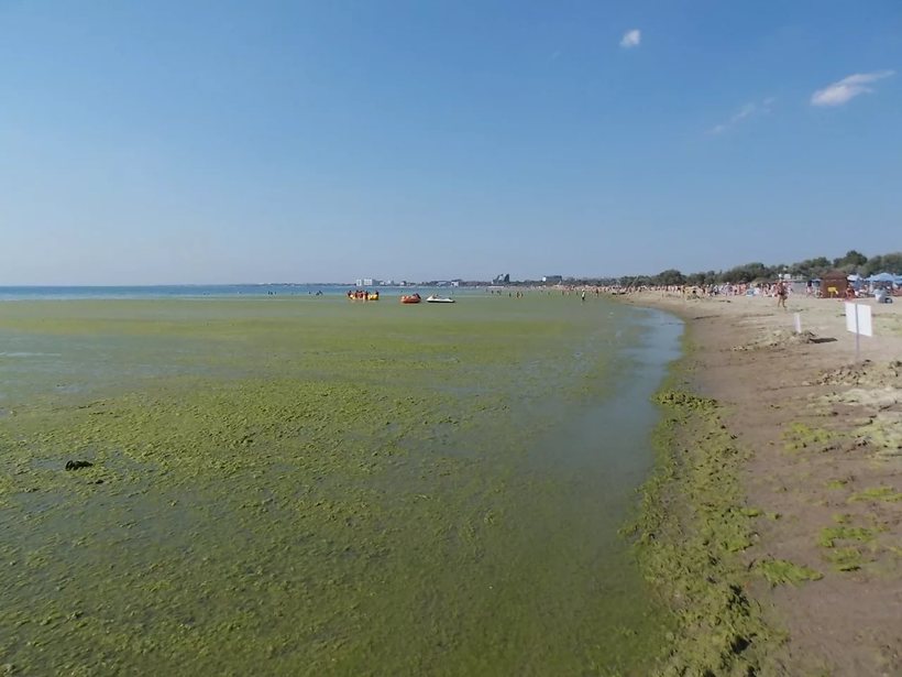 Водоросли в августе