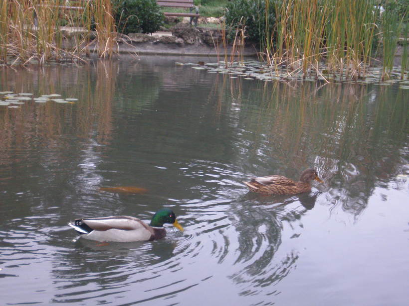 Пруд на острове Маргит