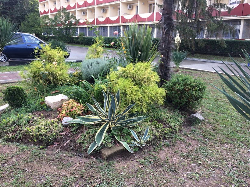 Клумбочки Адлера