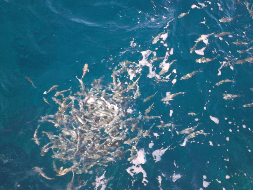 Обилие рыбок в Египте зимой