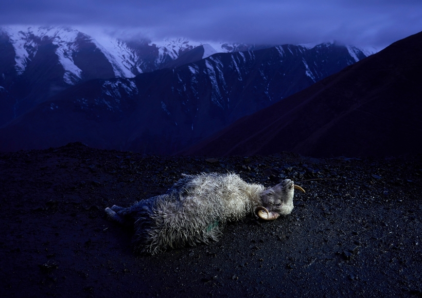 «Смертельно пьяное путешествие»: осенний перегон овец в горах Кавказа