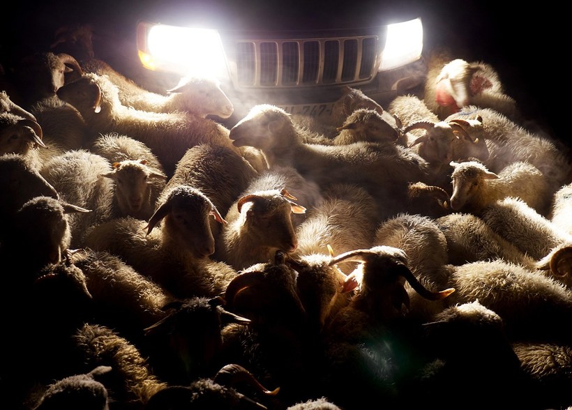 «Смертельно пьяное путешествие»: осенний перегон овец в горах Кавказа