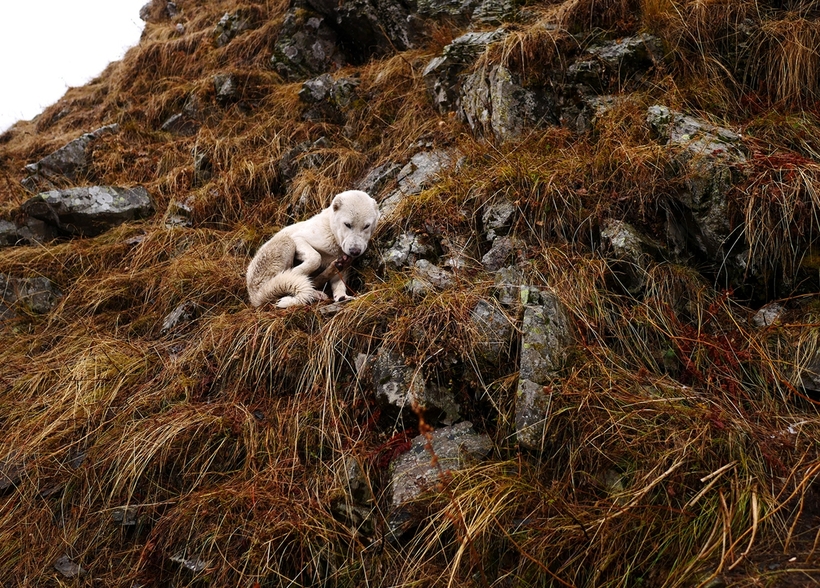 «Смертельно пьяное путешествие»: осенний перегон овец в горах Кавказа