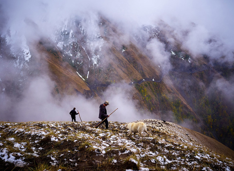 «Смертельно пьяное путешествие»: осенний перегон овец в горах Кавказа