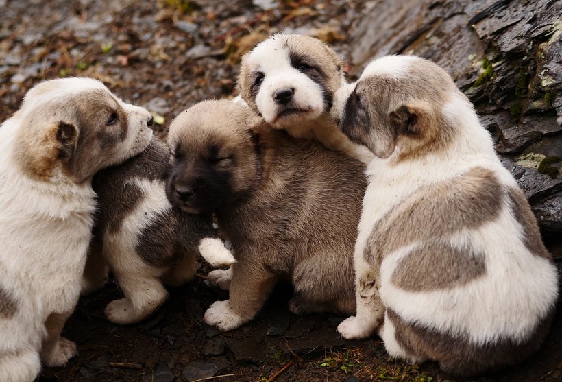 «Смертельно пьяное путешествие»: осенний перегон овец в горах Кавказа