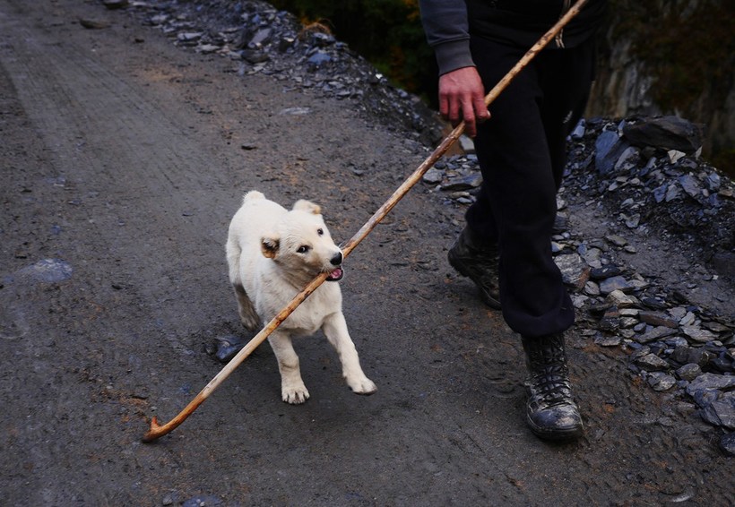 «Смертельно пьяное путешествие»: осенний перегон овец в горах Кавказа