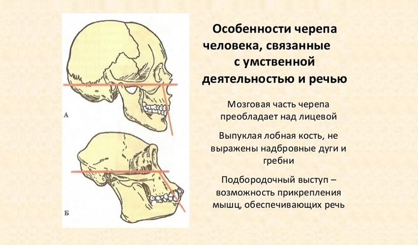 Развитый подбородочный выступ череп