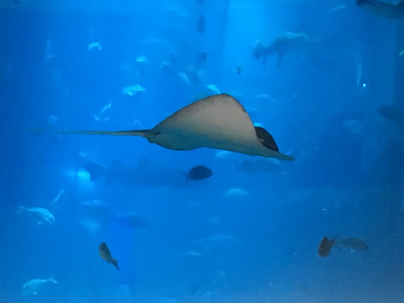 Аквариум: водный мир