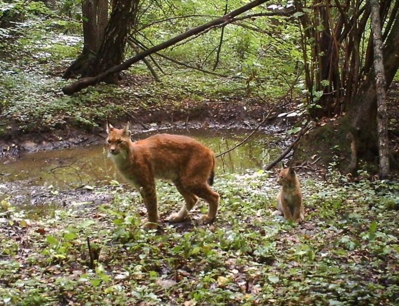 Блог - 19 фото животных, которые теперь живут в Чернобыле 19 фото животных, которые теперь живут в Чернобыле