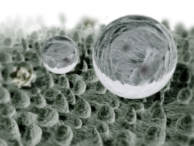 На рисунке: поверхность листа лотоса под микроскопом
