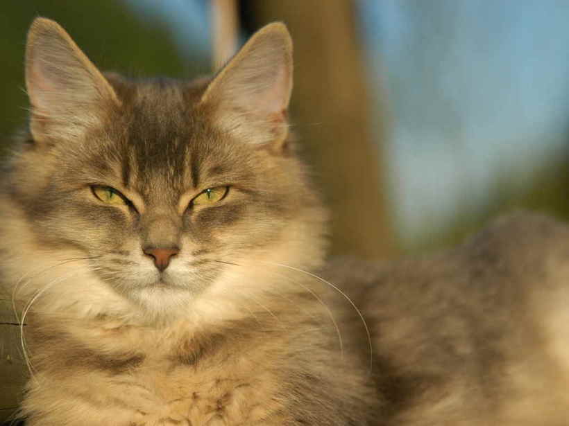 Ученые выяснили, кто же все-таки умнее — собака или кошка