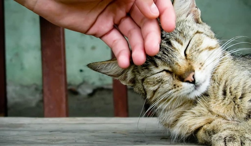 Ученые выяснили, кто же все-таки умнее — собака или кошка