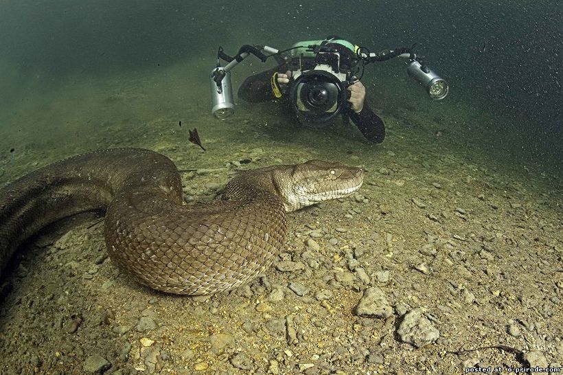 10 адских созданий, живущих в Амазонке 