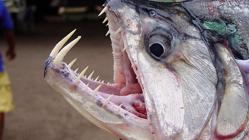 10 адских созданий, живущих в Амазонке 