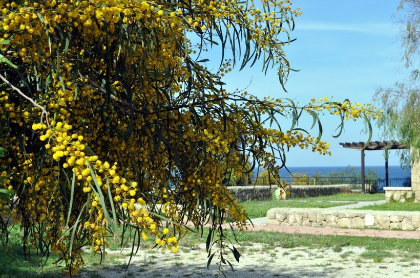 Так цветет мимоза
