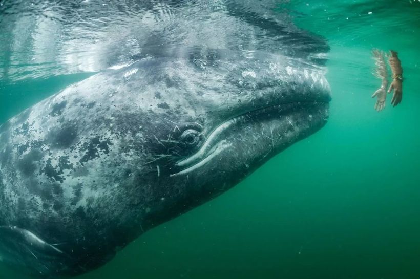 National Geographic выбрал лучшие фото 2017 года