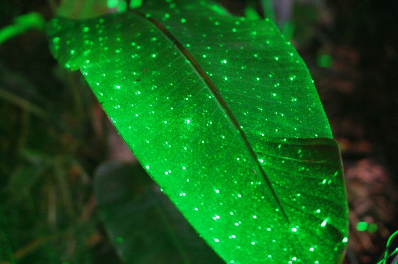 Голливудские фантазии скоро станут реальностью: созданы светящиеся в темноте растения