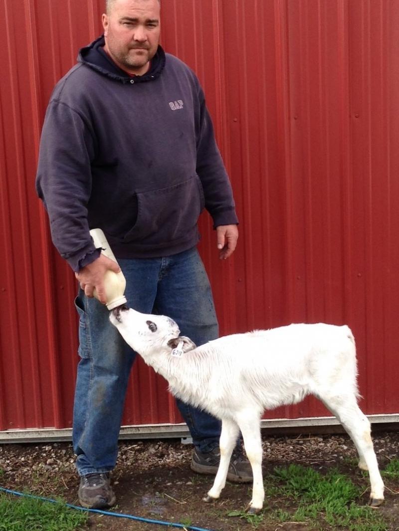 Корова размером с… собаку: американец выводит новый вид домашних питомцев