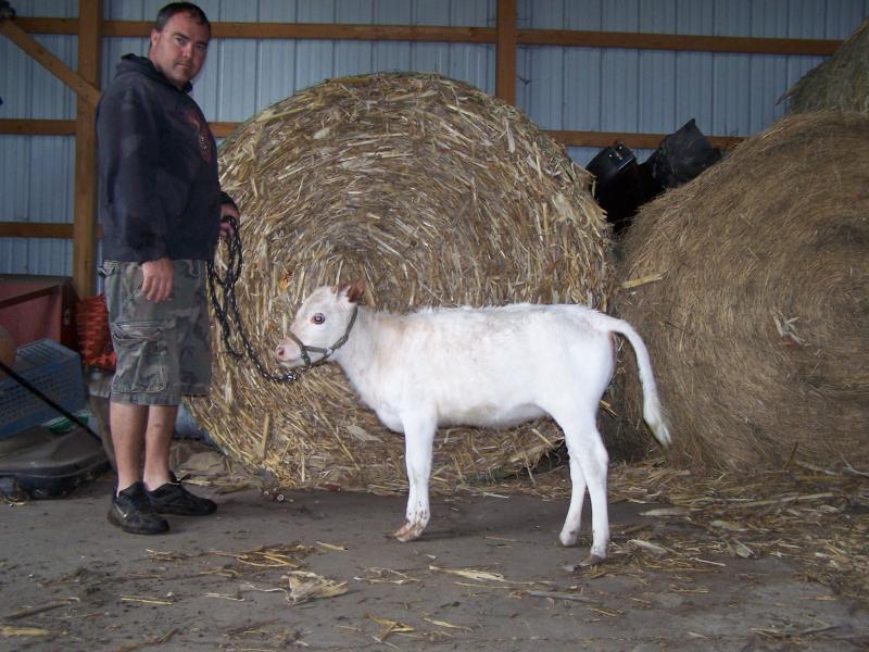 Корова размером с… собаку: американец выводит новый вид домашних питомцев