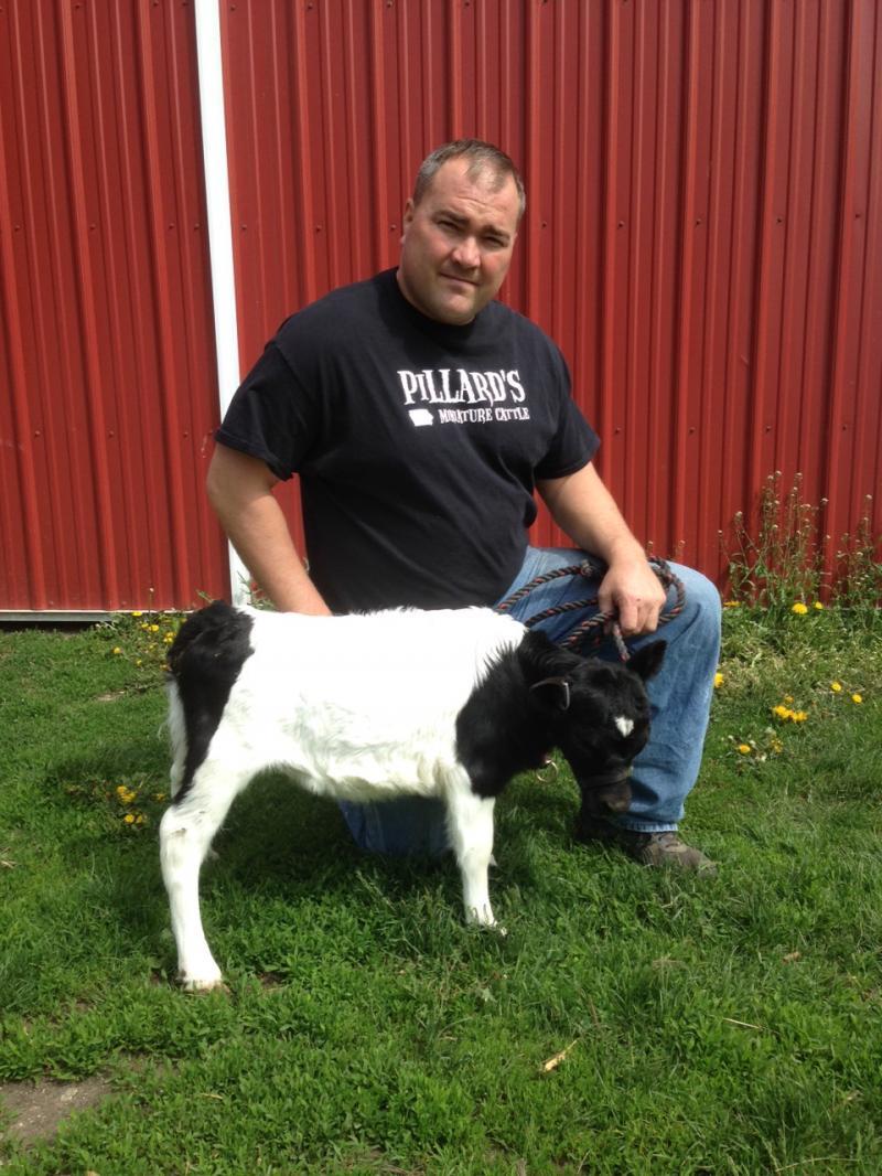 Корова размером с… собаку: американец выводит новый вид домашних питомцев