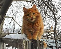 Весь мир без ума от кошачьей фермы в Сибири, которую создала российская семья