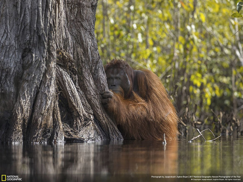 Блог - Nat Geo представил работы победителей конкурса фотографов природы 2017 года Nat Geo представил работы победителей конкурса фотографов природы 2017 года