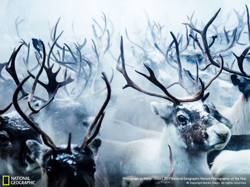 Блог - Nat Geo представил работы победителей конкурса фотографов природы 2017 года Nat Geo представил работы победителей конкурса фотографов природы 2017 года
