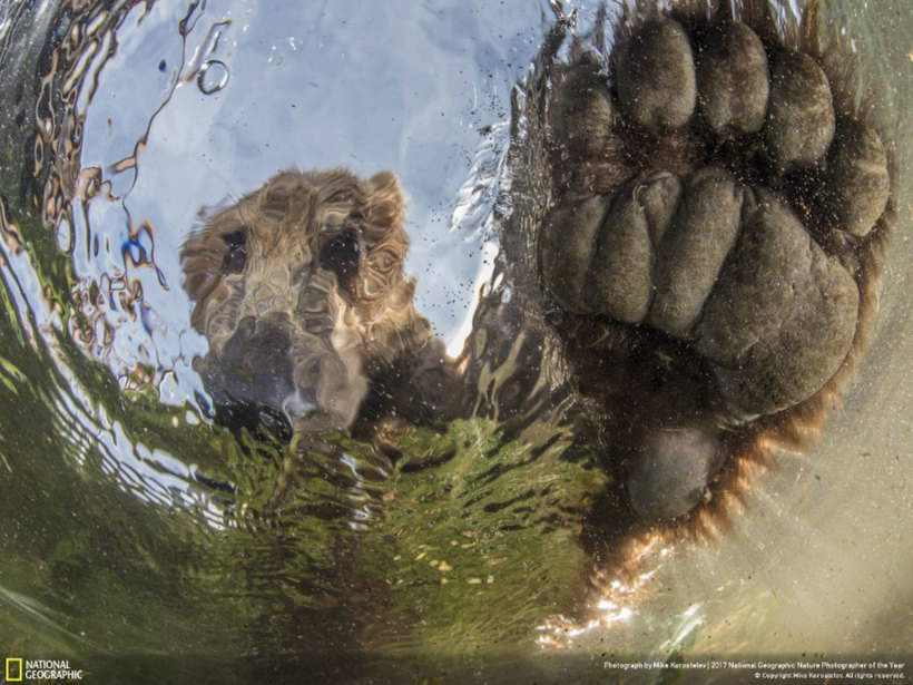 Блог - Nat Geo представил работы победителей конкурса фотографов природы 2017 года Nat Geo представил работы победителей конкурса фотографов природы 2017 года