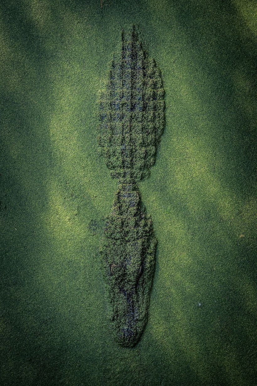 Блог - Nat Geo представил работы победителей конкурса фотографов природы 2017 года Nat Geo представил работы победителей конкурса фотографов природы 2017 года