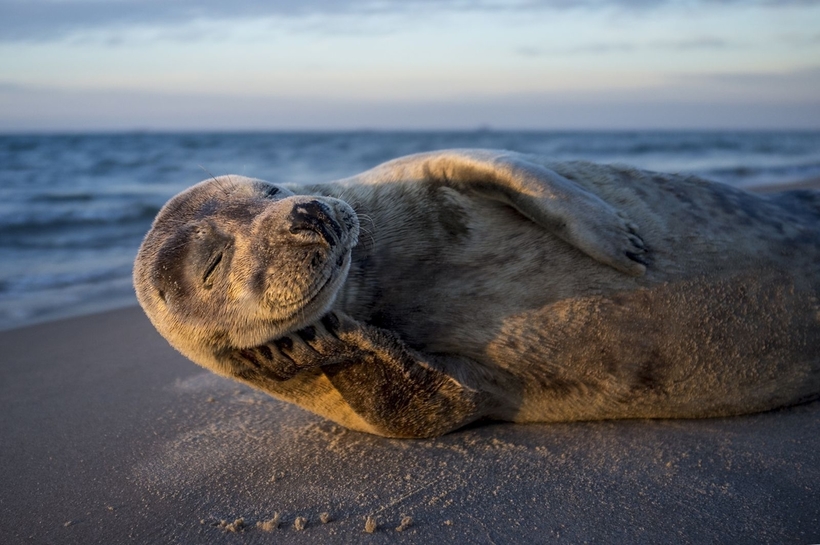 Блог - Nat Geo представил работы победителей конкурса фотографов природы 2017 года Nat Geo представил работы победителей конкурса фотографов природы 2017 года