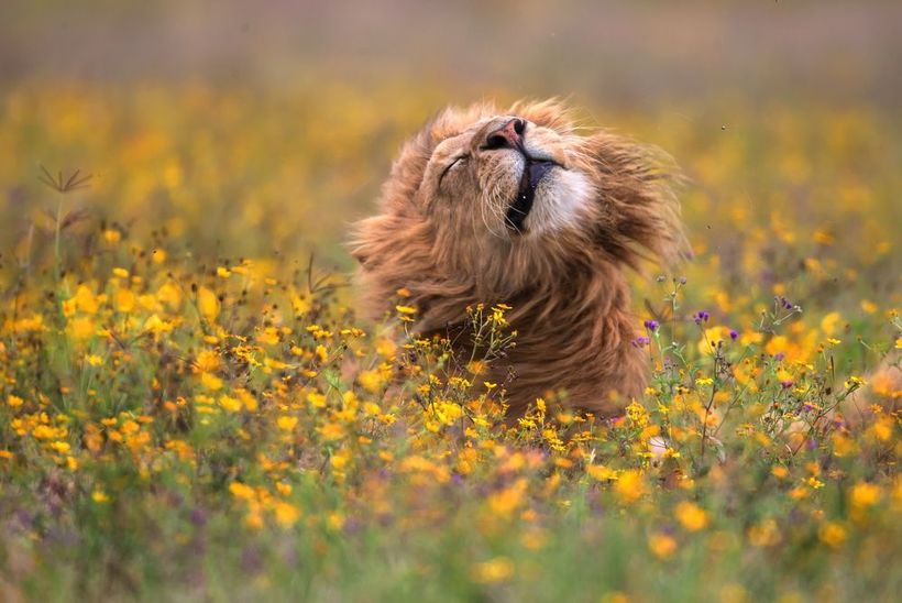 Блог - Nat Geo представил работы победителей конкурса фотографов природы 2017 года Nat Geo представил работы победителей конкурса фотографов природы 2017 года