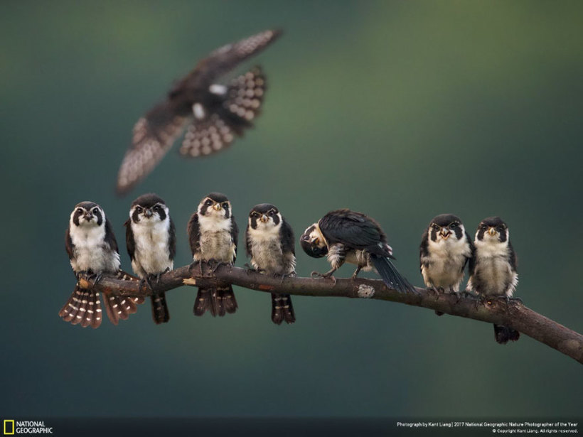 Блог - Nat Geo представил работы победителей конкурса фотографов природы 2017 года Nat Geo представил работы победителей конкурса фотографов природы 2017 года