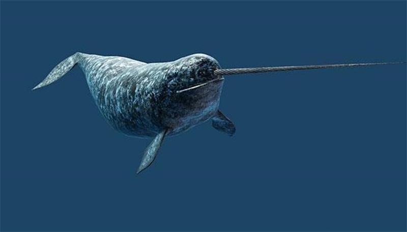 Блог - 11 «инопланетных» животных из самых экзотических уголков Земли 11 «инопланетных» животных из самых экзотических уголков Земли