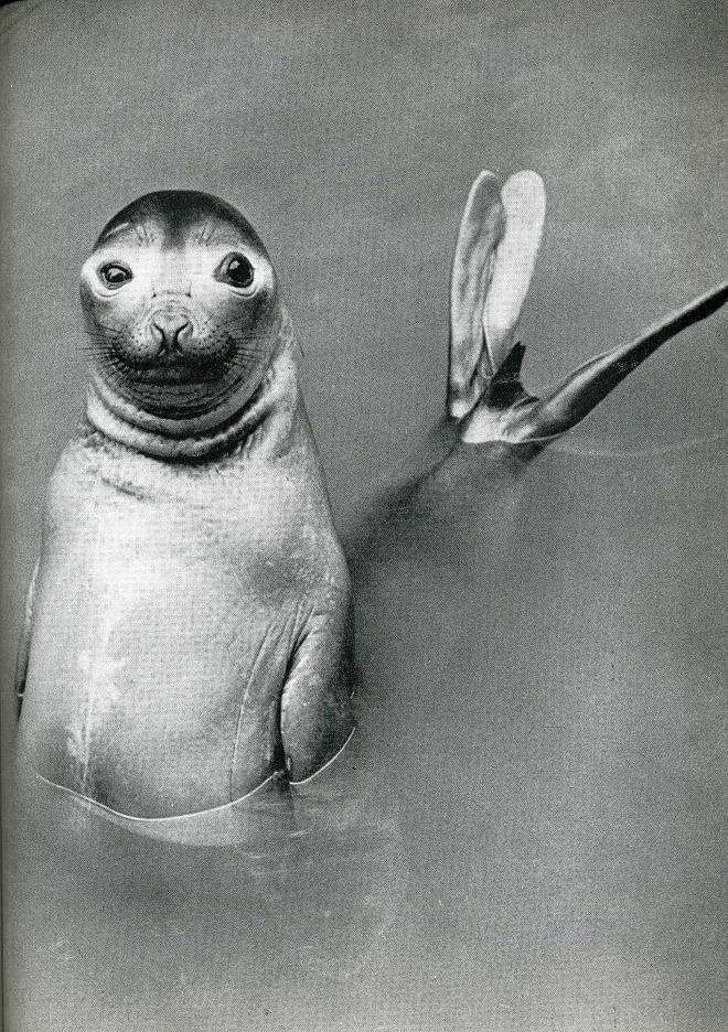 20 архивных снимков, сделанных в самый идеальный момент 