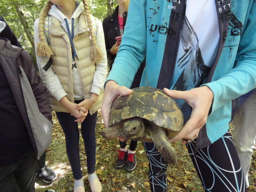 Черепаха переползала нам дорогу в парке