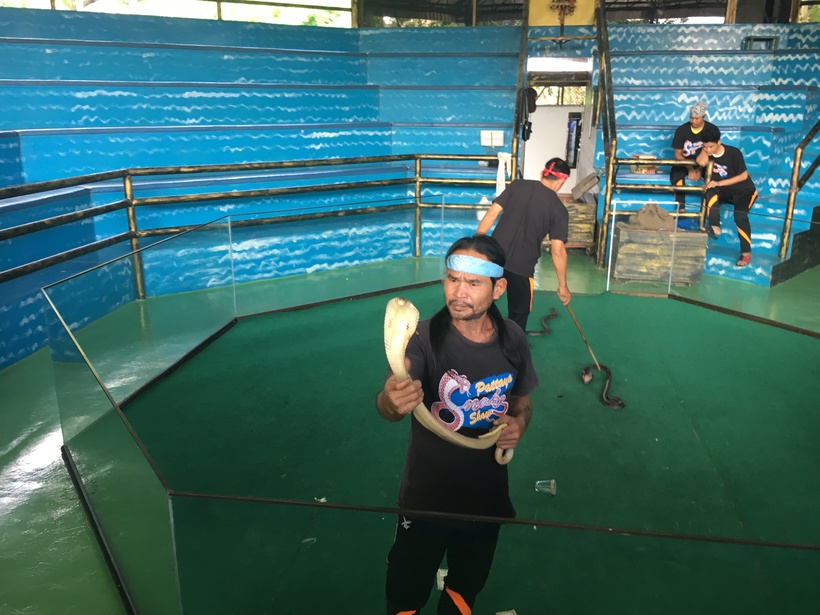 Змеиное шоу