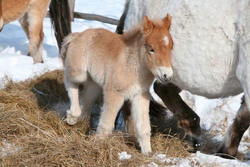 Феномен якутских лошадей: как им удается выжить в дикой природе при -60 градусах