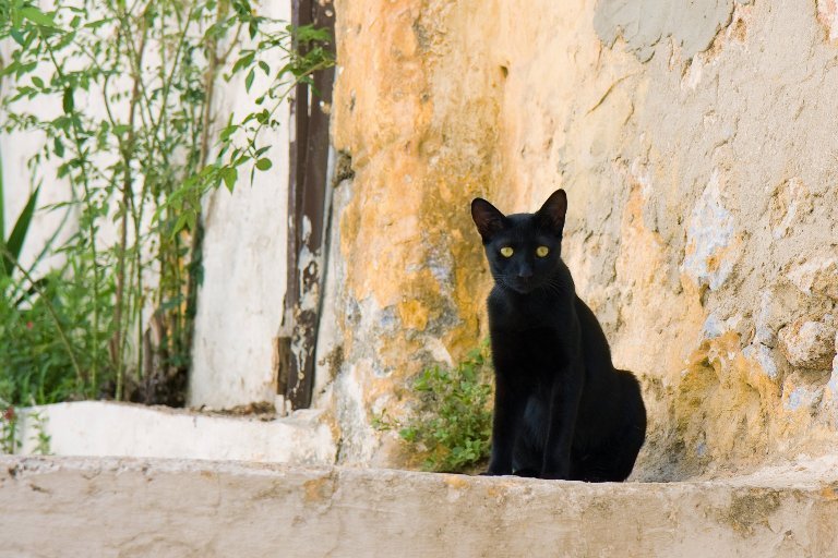 Блог - 8 котов, которые покорили интернет и заработали на этом миллионы 8 котов, которые покорили интернет и заработали на этом миллионы