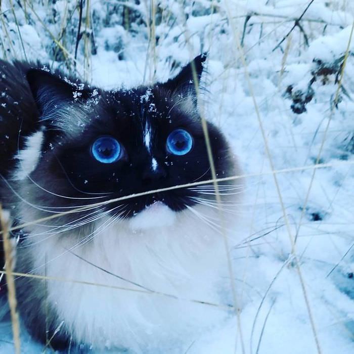 Блог - Очаровательные фотографии животных, которые впервые увидели снег Очаровательные фотографии животных, которые впервые увидели снег