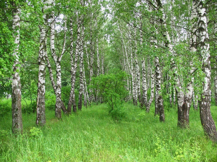 Березы, Ясная поляна