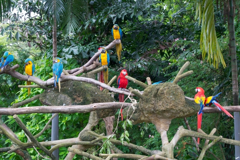 Хайнань — Tropical Bird Park