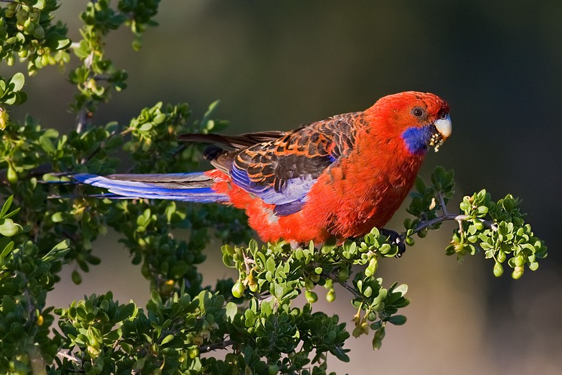 Красная розелла (Platycercus elegans)