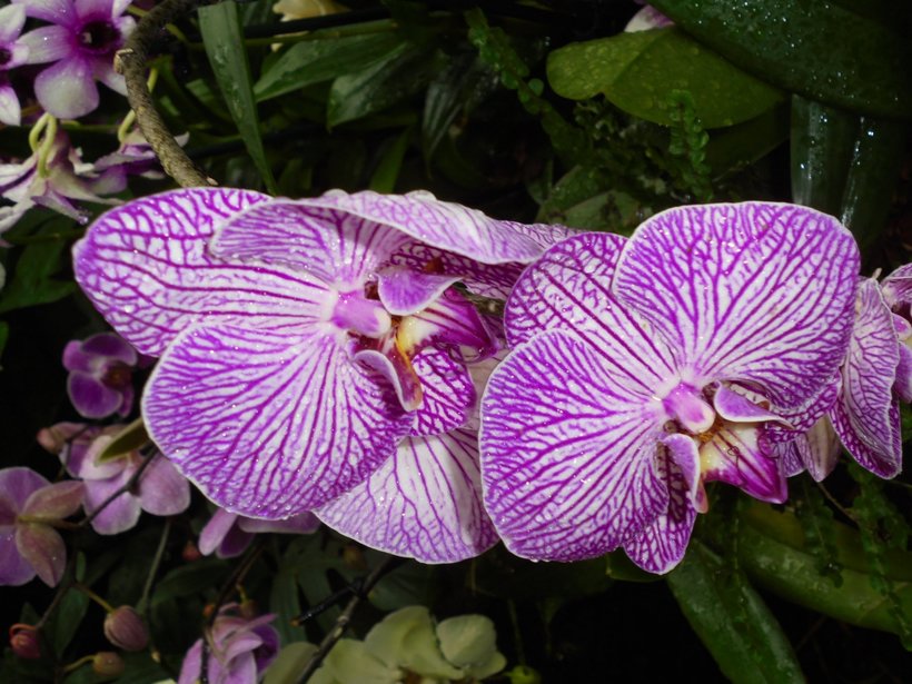 Цветущие орхидеи в саду Kew