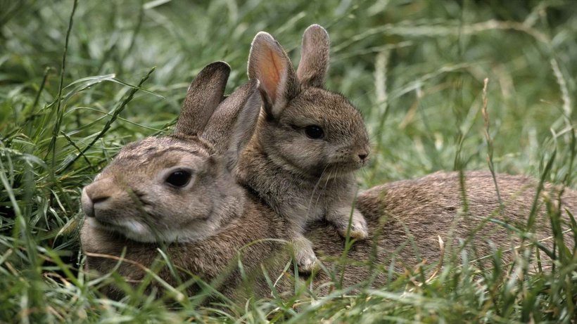 Совсем не одно и то же: чем зайцы отличаются от кроликов