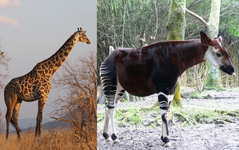 Удивительный окапи: редкий жираф с короткой шеей и ногами зебры