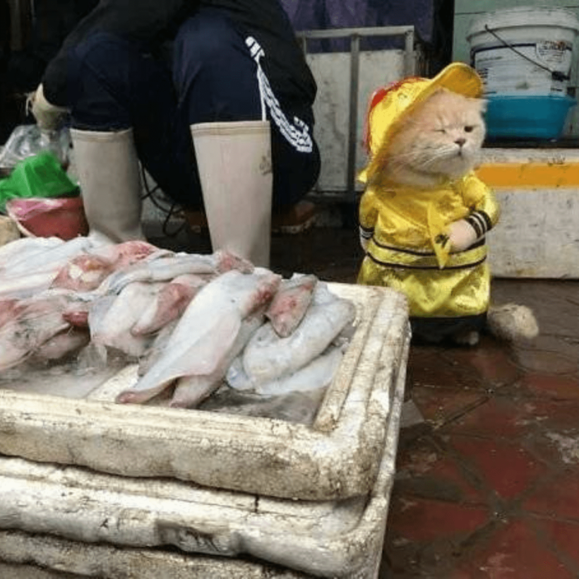 Блог - Невероятный кот — самый очаровательный продавец рыбы во Вьетнаме Невероятный кот — самый очаровательный продавец рыбы во Вьетнаме