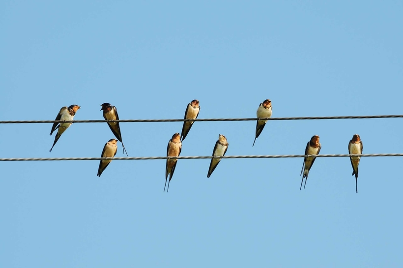 Почему птиц, сидящих на проводах, не убивает током