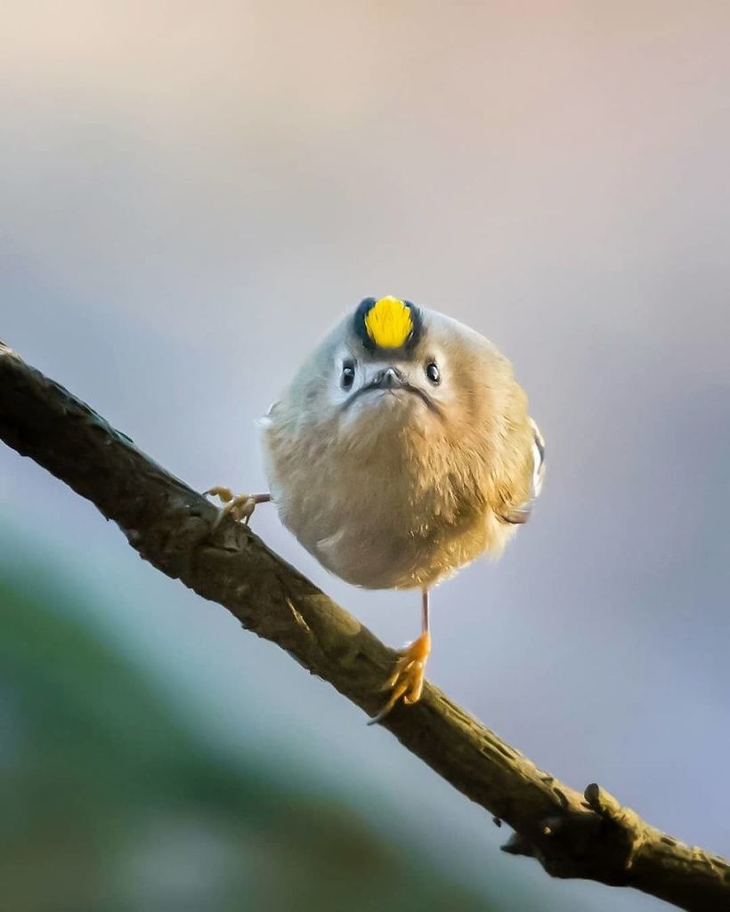 Блог - Финский фотограф снимает настоящих живых Angry Birds Финский фотограф снимает настоящих живых Angry Birds